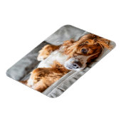 Kutest Baby Animals | Cocker Spaniel Magneet (Linkerzijde)