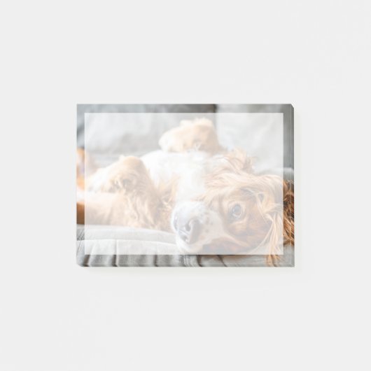 Kutest Baby Animals | Cocker Spaniel Post-it® Notes (Voorkant)