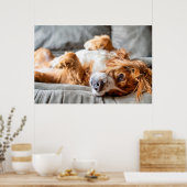 Kutest Baby Animals | Cocker Spaniel Poster (Keuken)