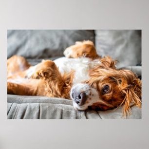Kutest Baby Animals   Cocker Spaniel Poster