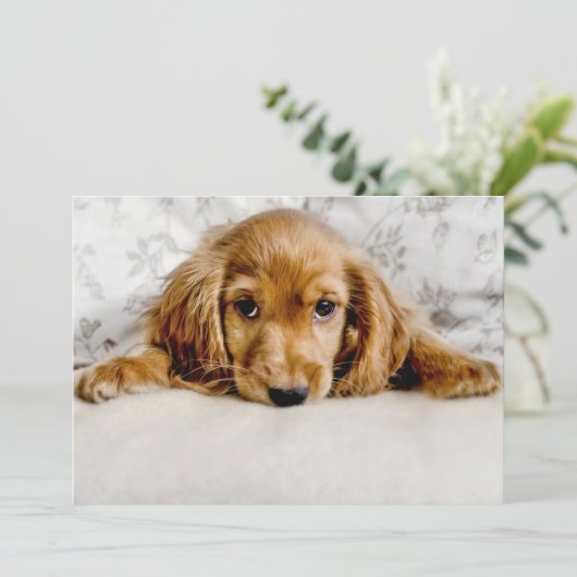 Kutest Baby Animals | Cocker Spaniel Puppy Bedankkaart (Staand voorkant)
