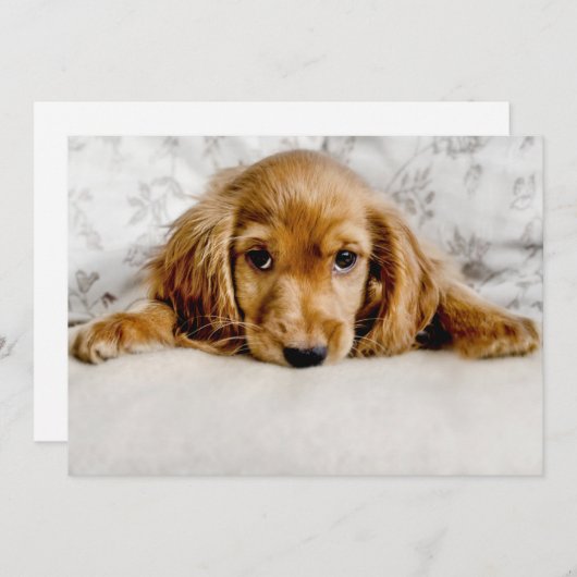 Kutest Baby Animals | Cocker Spaniel Puppy Bedankkaart (Voorkant / Achterkant)