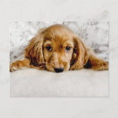 Kutest Baby Animals | Cocker Spaniel Puppy Briefkaart (Voorkant)