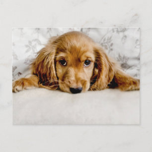 Kutest Baby Animals Cocker Spaniel Puppy Briefkaart