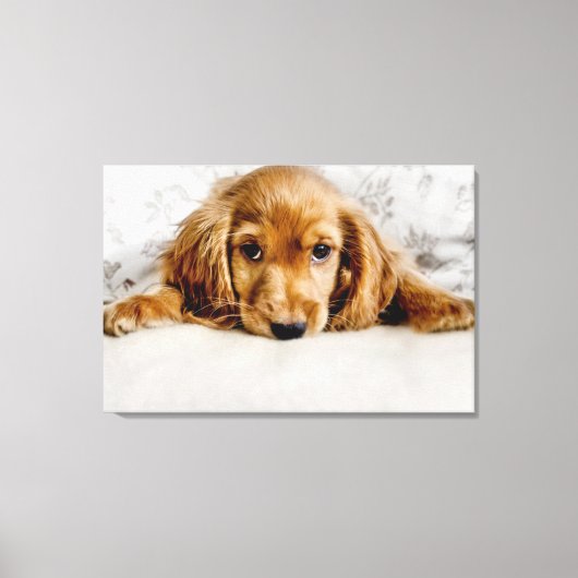 Kutest Baby Animals | Cocker Spaniel Puppy Canvas Afdruk (Voorkant)