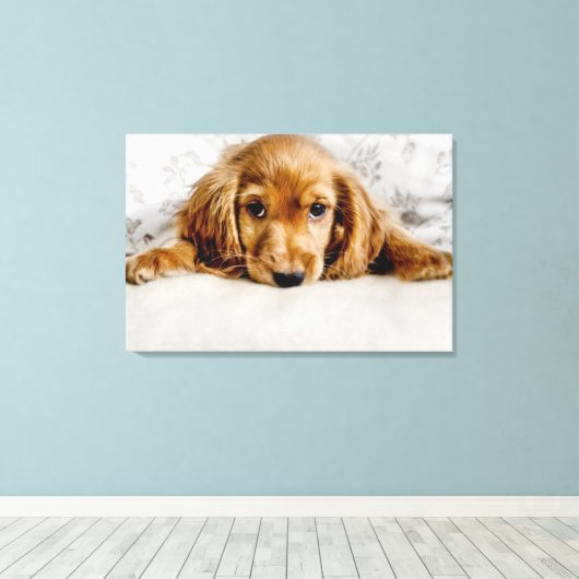 Kutest Baby Animals | Cocker Spaniel Puppy Canvas Afdruk (Insitu (Houten vloer))