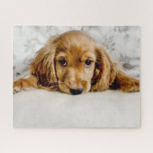 Kutest Baby Animals   Cocker Spaniel Puppy Legpuzzel