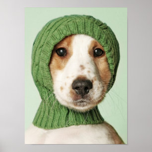 Kutest Baby Animals   Cocker Spaniel Puppy Poster