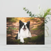 Kutest Baby Animals | Collie aan de Zwarte en Witt Bedankkaart (Staand voorkant)