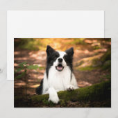 Kutest Baby Animals | Collie aan de Zwarte en Witt Bedankkaart (Voorkant / Achterkant)
