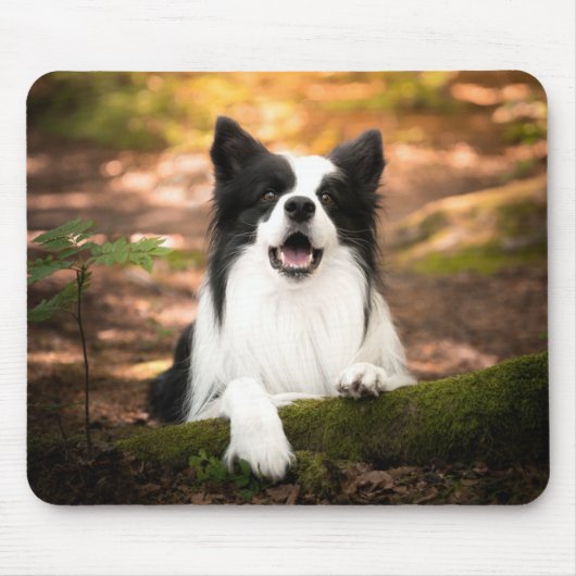 Kutest Baby Animals | Collie aan de Zwarte en Witt Muismat (Voorkant)