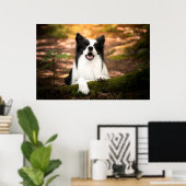 Kutest Baby Animals | Collie aan de Zwarte en Witt Poster (Thuiskantoor)