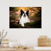 Kutest Baby Animals | Collie aan de Zwarte en Witt Poster (Keuken)