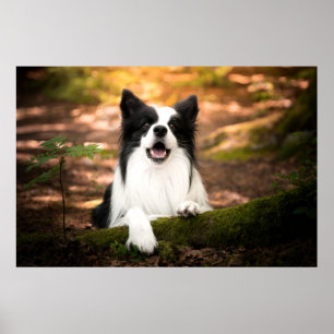 Kutest Baby Animals   Collie aan de Zwarte en Witt Poster