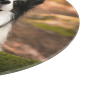 Kutest Baby Animals | Collie aan de Zwarte en Witt Snijplank (Hoek)