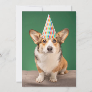 Kutest Baby Animals   Corgi Birthday Puppy Bedankkaart