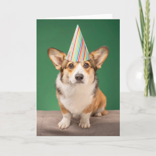 Kutest Baby Animals   Corgi Birthday Puppy Kaart