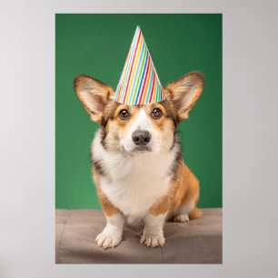 Kutest Baby Animals   Corgi Birthday Puppy Poster