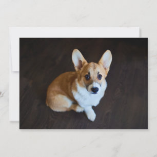 Kutest Baby Animals Corgi die omhoog kijkt Bedankkaart
