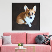 Kutest Baby Animals | Corgi die omhoog kijkt Canvas Afdruk (Insitu (Woonkamer))