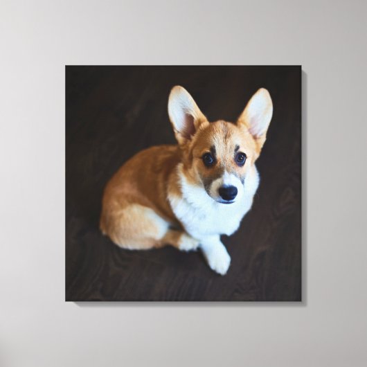 Kutest Baby Animals | Corgi die omhoog kijkt Canvas Afdruk (Voorkant)