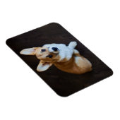 Kutest Baby Animals | Corgi die omhoog kijkt Magneet (Rechterzijde)