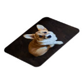Kutest Baby Animals | Corgi die omhoog kijkt Magneet (Linkerzijde)