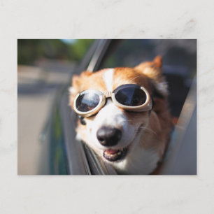 Kutest Baby Animals   Corgi Goggles in de auto Briefkaart