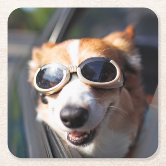 Kutest Baby Animals | Corgi Goggles in de auto Kartonnen Onderzetters (Voorkant)