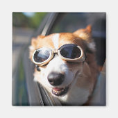 Kutest Baby Animals | Corgi Goggles in de auto Magneet (Voorkant)