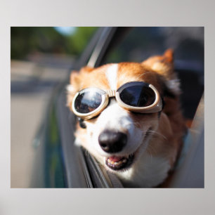 Kutest Baby Animals Corgi Goggles in de auto Poster