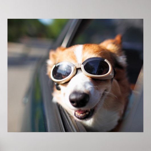 Kutest Baby Animals | Corgi Goggles in de auto Poster (Voorkant)