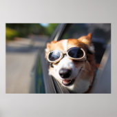 Kutest Baby Animals | Corgi Goggles in de auto Poster (Voorkant)