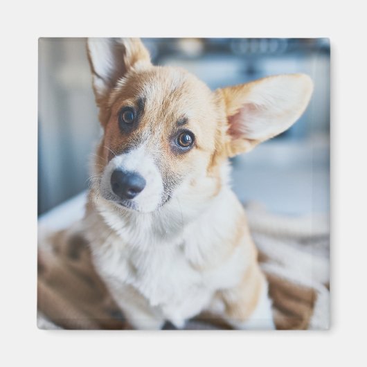 Kutest Baby Animals | Corgi Head Tilt Magneet (Voorkant)