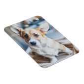 Kutest Baby Animals | Corgi Head Tilt Magneet (Rechterzijde)