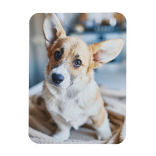 Kutest Baby Animals   Corgi Head Tilt Magneet