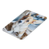 Kutest Baby Animals | Corgi Head Tilt Magneet (Linkerzijde)