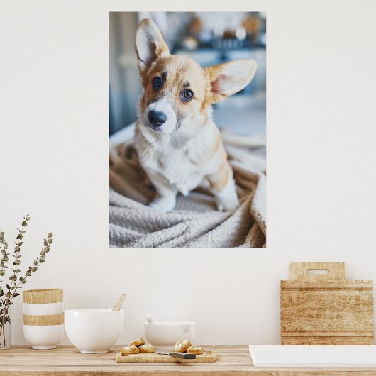 Kutest Baby Animals | Corgi Head Tilt Poster (Keuken)