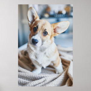 Kutest Baby Animals   Corgi Head Tilt Poster