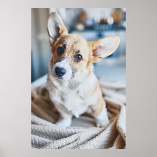 Kutest Baby Animals | Corgi Head Tilt Poster (Voorkant)