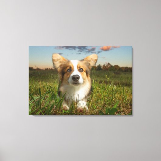 Kutest Baby Animals | Corgi in Cloudy Yard Canvas Afdruk (Voorkant)