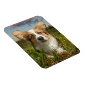 Kutest Baby Animals | Corgi in Cloudy Yard Magneet (Rechterzijde)