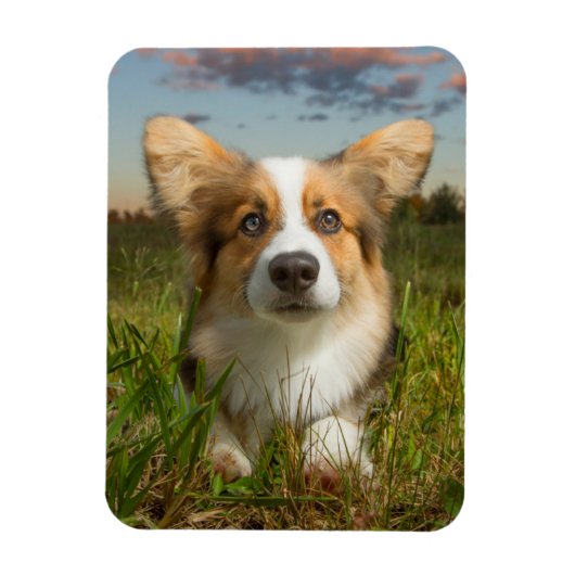 Kutest Baby Animals | Corgi in Cloudy Yard Magneet (Verticaal)