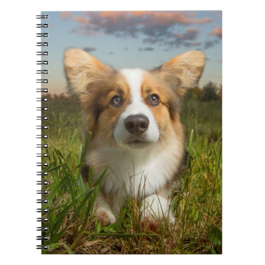Kutest Baby Animals | Corgi in Cloudy Yard Notitieboek (Voorkant)