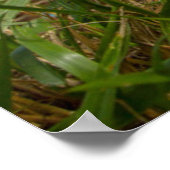 Kutest Baby Animals | Corgi in Cloudy Yard Poster (Hoek)