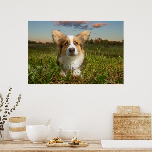 Kutest Baby Animals | Corgi in Cloudy Yard Poster (Keuken)