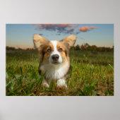 Kutest Baby Animals | Corgi in Cloudy Yard Poster (Voorkant)