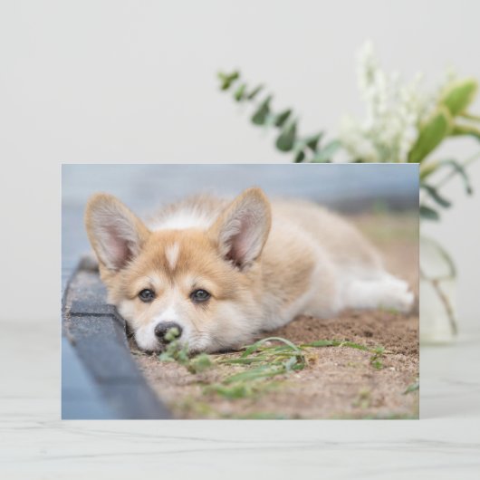 Kutest Baby Animals | Corgi Laying in the Yard Bedankkaart (Staand voorkant)