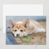 Kutest Baby Animals | Corgi Laying in the Yard Bedankkaart (Voorkant / Achterkant)