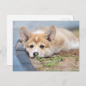 Kutest Baby Animals | Corgi Laying in the Yard Briefkaart (Voorkant / Achterkant)